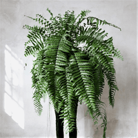Boston Fern Assorted (Nephrolepis spp.)
