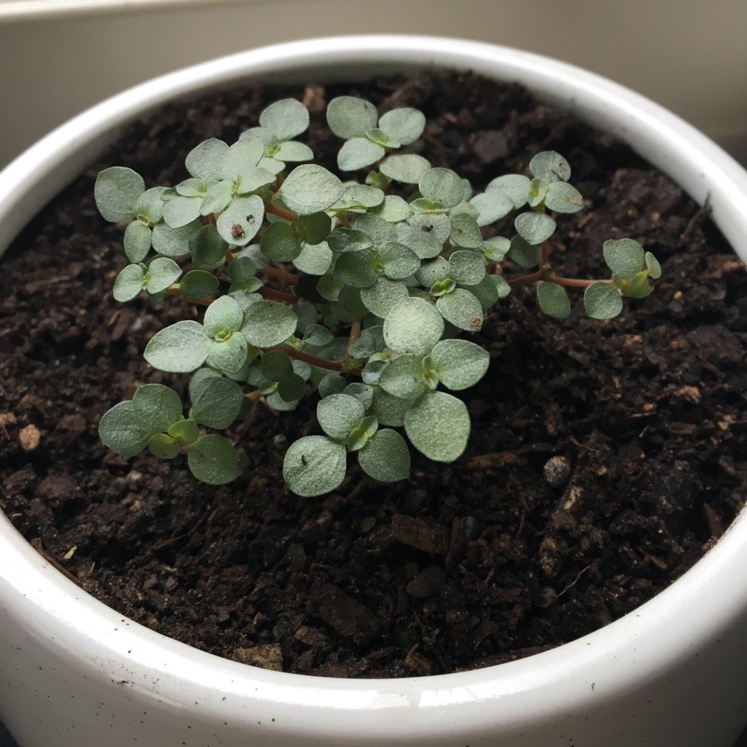 Pilea Silver Sprinkles (Pilea libanensis) - Ladybird Nursery