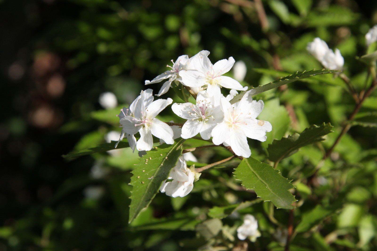Snow White Exochorda (Exochorda serratifolia) - Ladybird Nursery