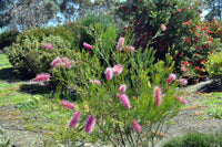 Grevillea 'Panrock Princess'