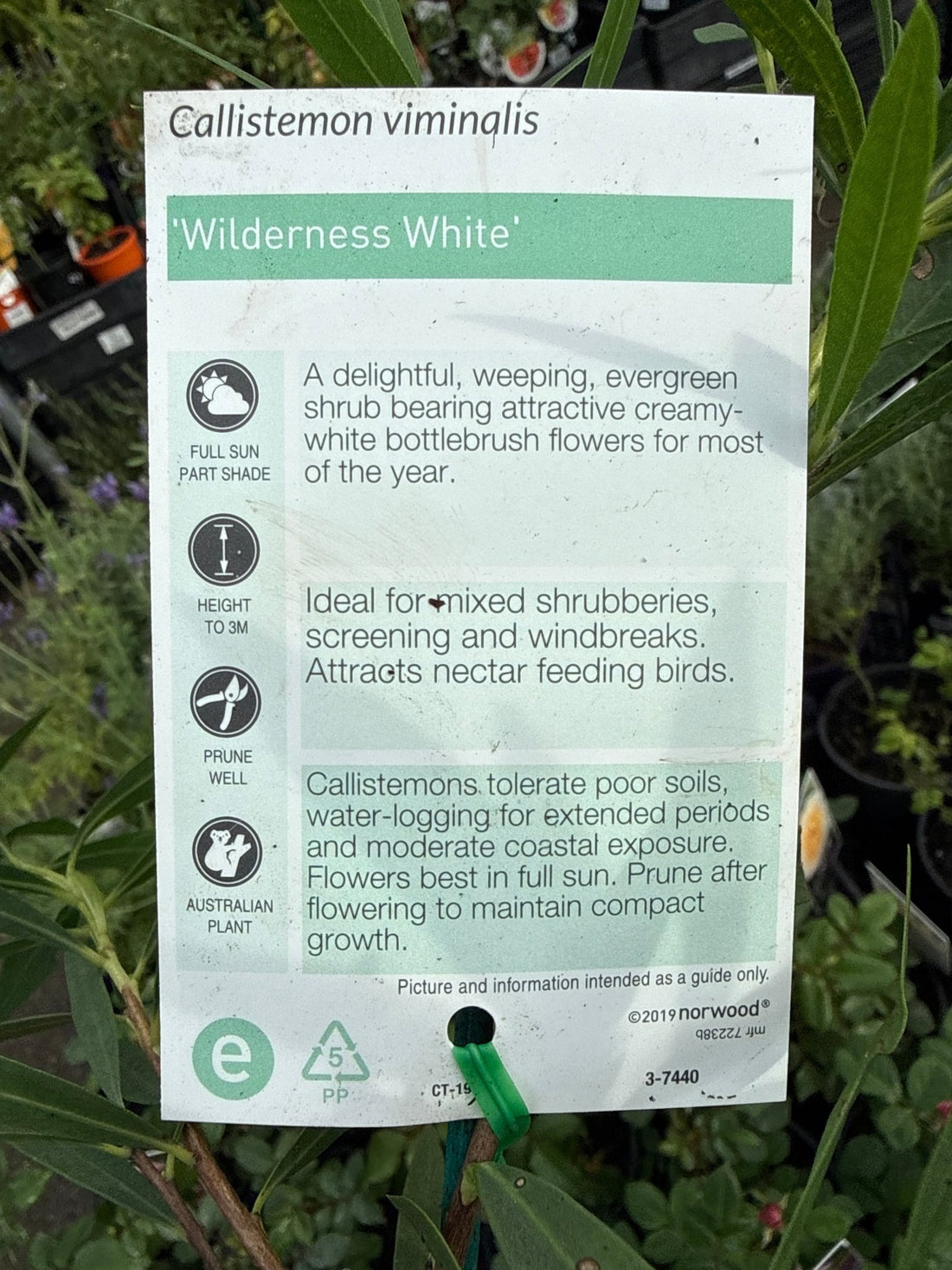 Dwarf Bottlebrush 'Wilderness White' (Callistemon viminalis) - Ladybird Nursery