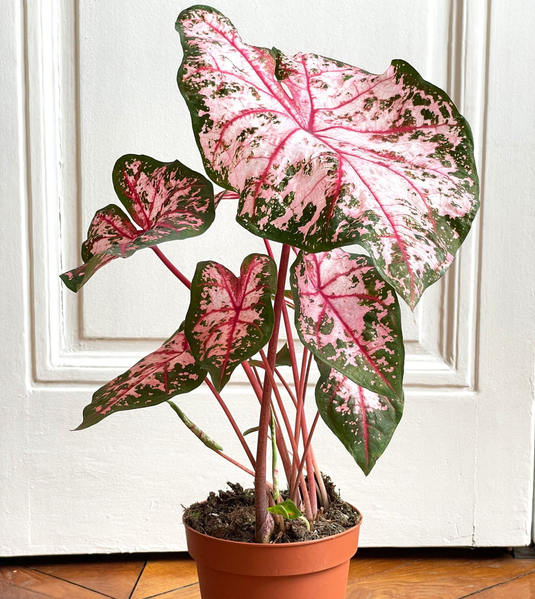 Caladium Apple Blossom (Caladium) - Ladybird Nursery