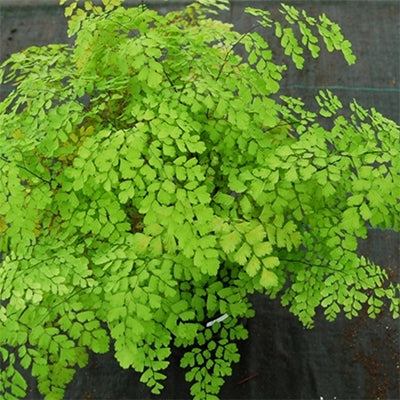 Common Maidenhair (Adiantum fragrantissimum)