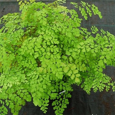 Common Maidenhair (Adiantum fragrantissimum) - Ladybird Nursery