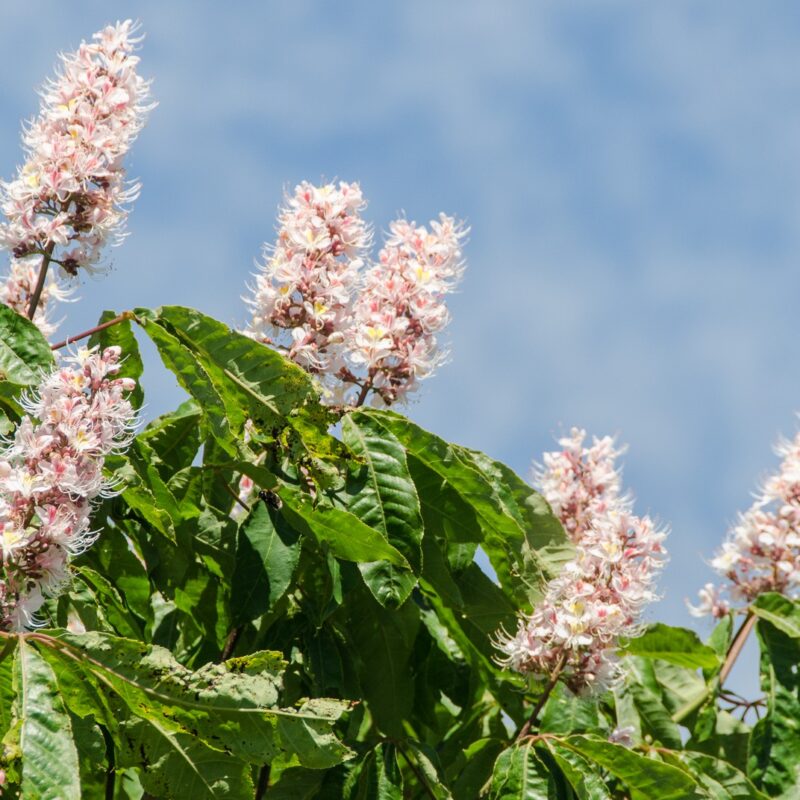 Indian Horse Chestnut (Aesculus indica) - Ladybird Nursery