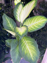 Dieffenbachia species