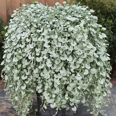 Dichondra ‘Silver Falls’ (Dichondra argentea) - Ladybird Nursery