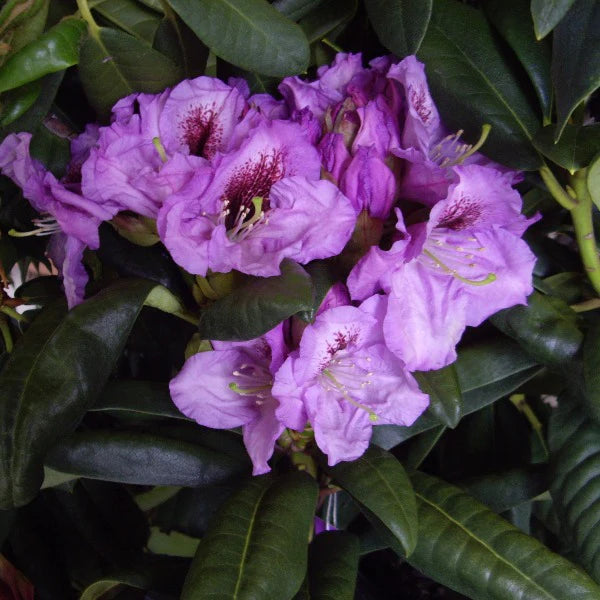 Rhododendron Lucidium