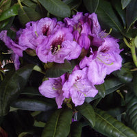 Rhododendron Lucidium