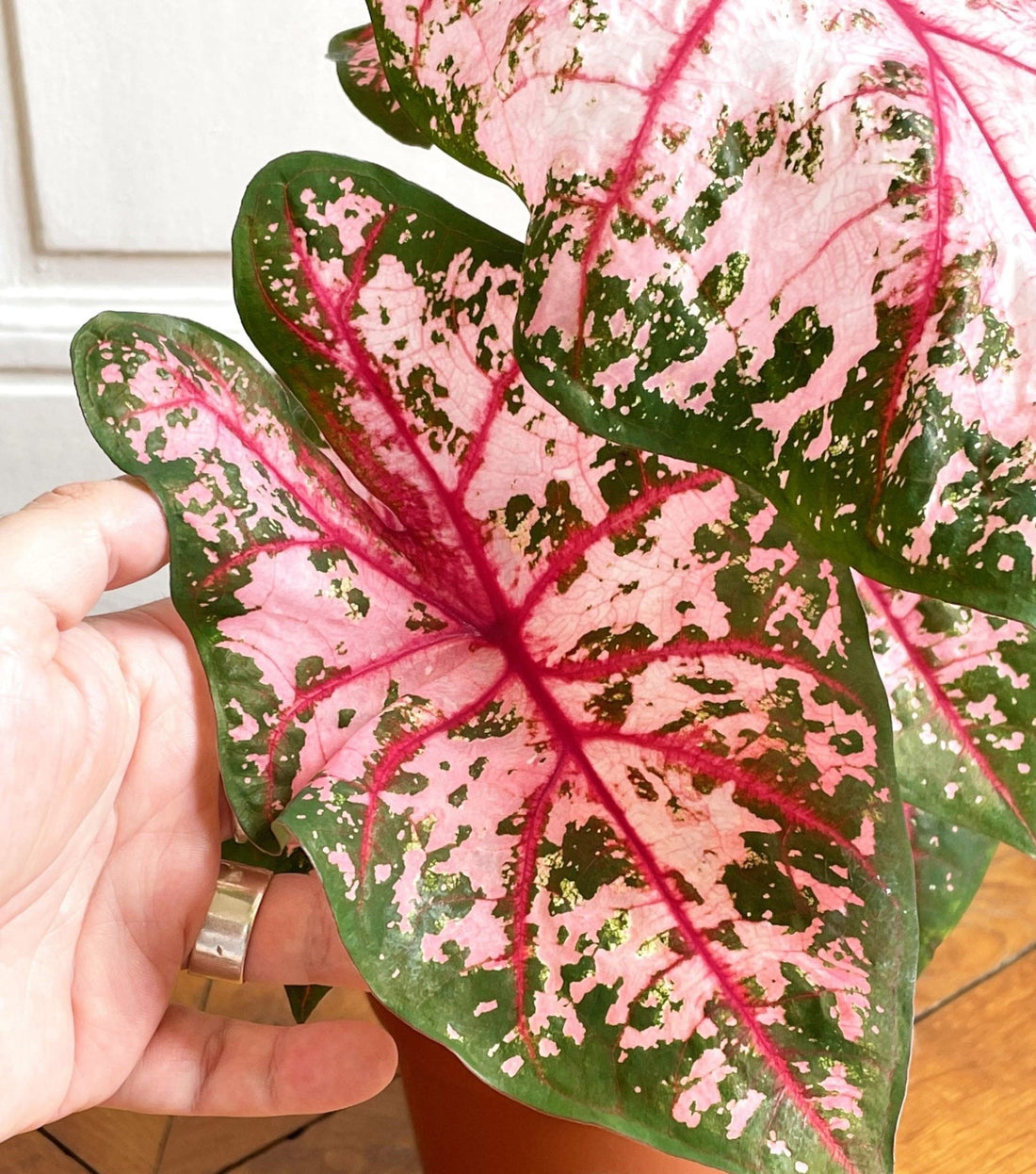 Caladium Apple Blossom (Caladium) - Ladybird Nursery