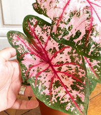 Caladium Apple Blossom (Caladium)