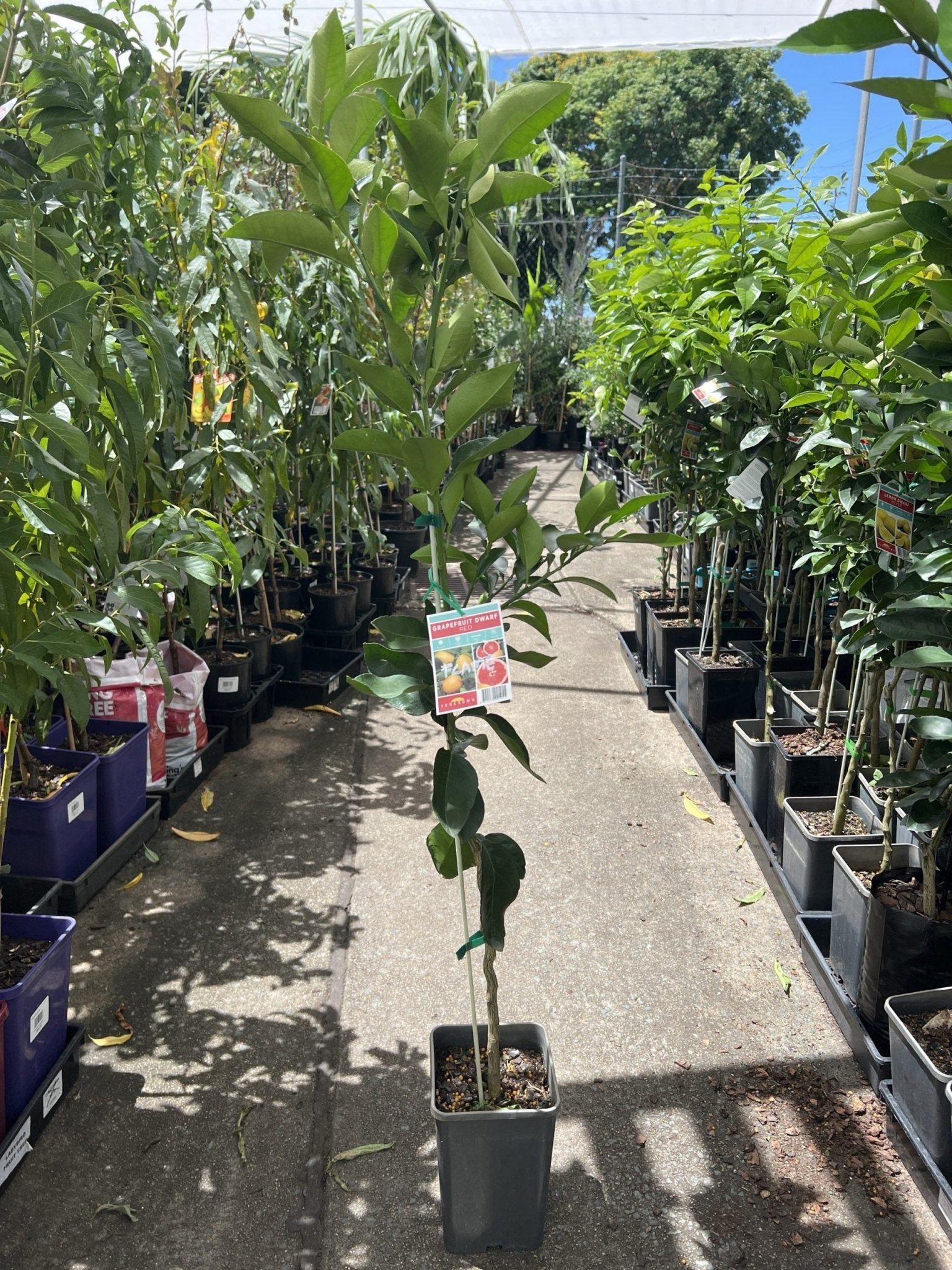 Dwarf Grapefruit 'Flame' (QLD Only) - Ladybird Nursery