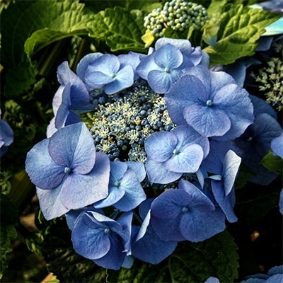 Bigleaf Hydrangea Black Lace (Hydrangea macrophylla)