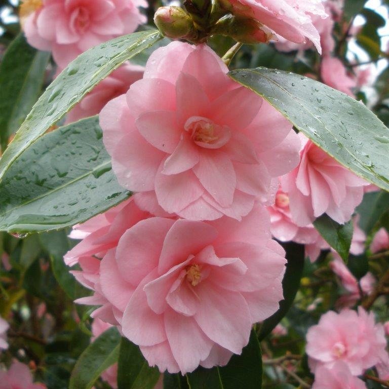 Camellia Spring Festival (Camellia japonica)