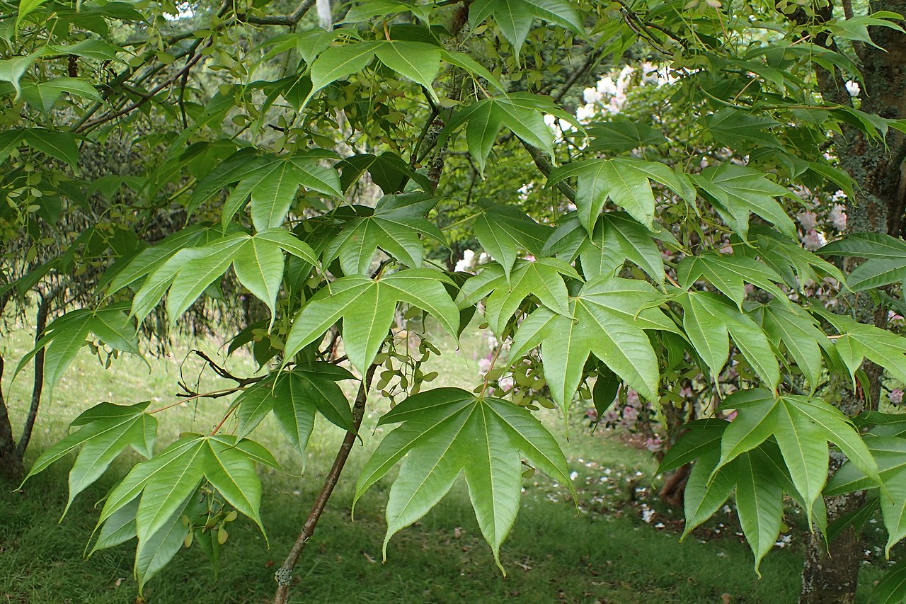 Campbell Maple Campbells (Acer campbellii)
