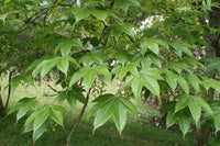 Campbell Maple Campbells (Acer campbellii)