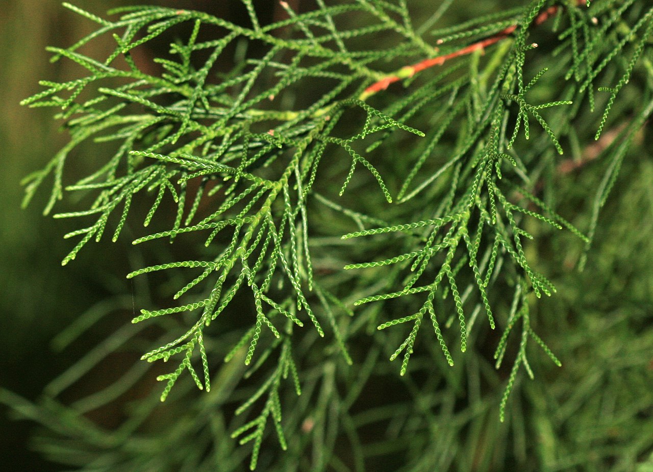 Himalayan Cypress Arctic Green (Cupressus torulosa)