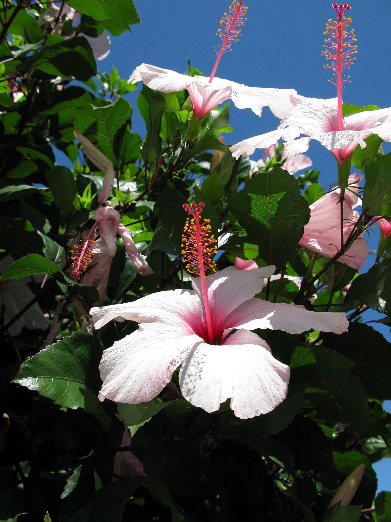 Hibiscus Apple Blossom (Hibiscus rosa - sinensis) - Ladybird Nursery