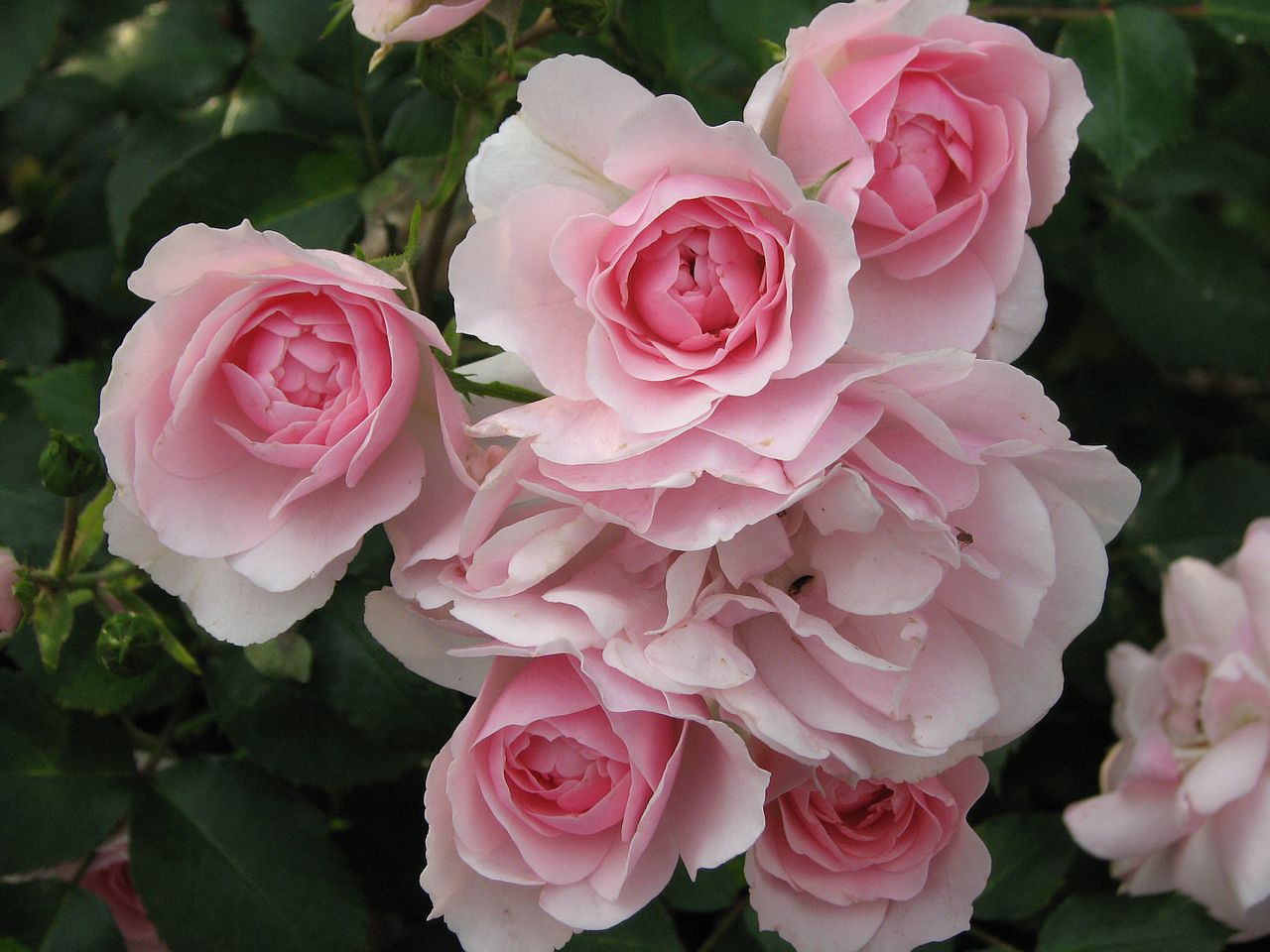 Rose Bonica 2 ft Standards (Rosa)