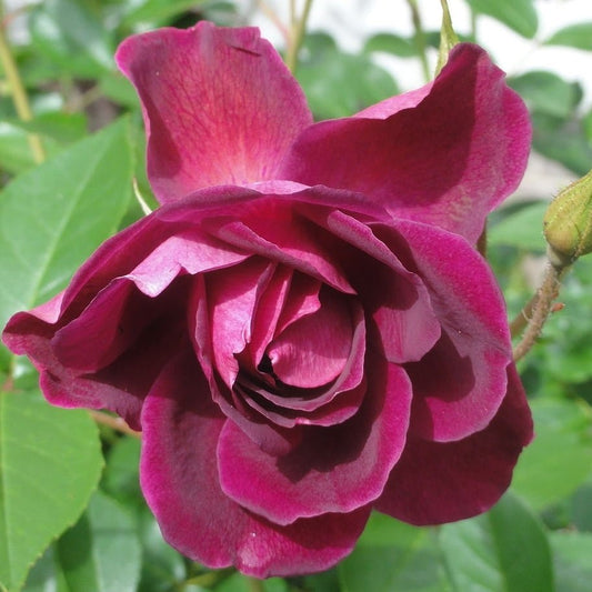 Rose Burgundy Iceberg 2 ft Standards (Rosa) - Ladybird Nursery
