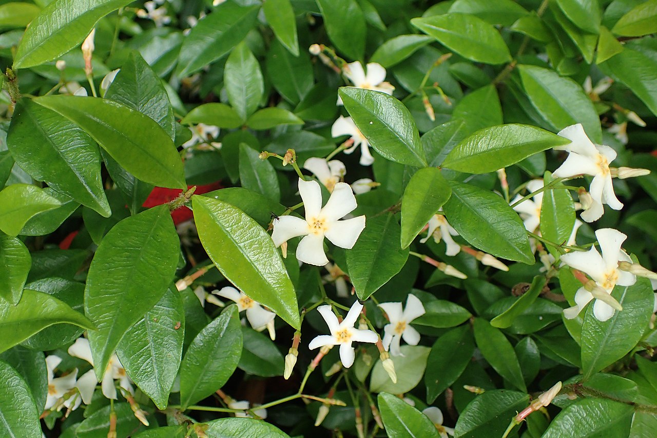 Asian Jasmine (Trachelospermum asiaticum)