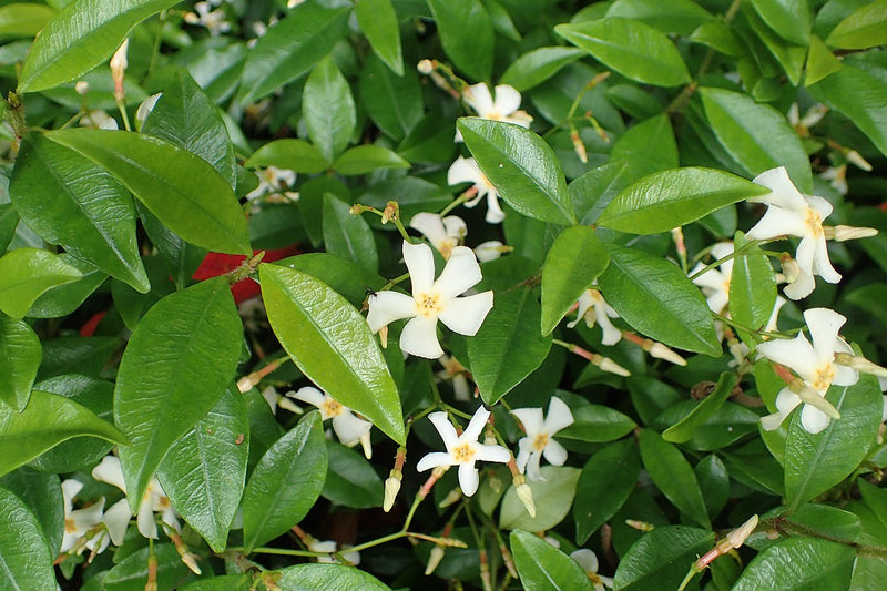 Asian Jasmine (Trachelospermum asiaticum)