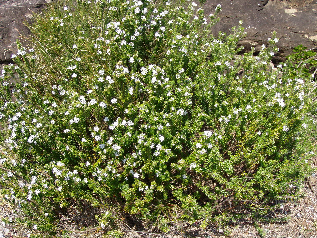 Coastal Rosemary GREY BOX™ (Westringia fruticosa)