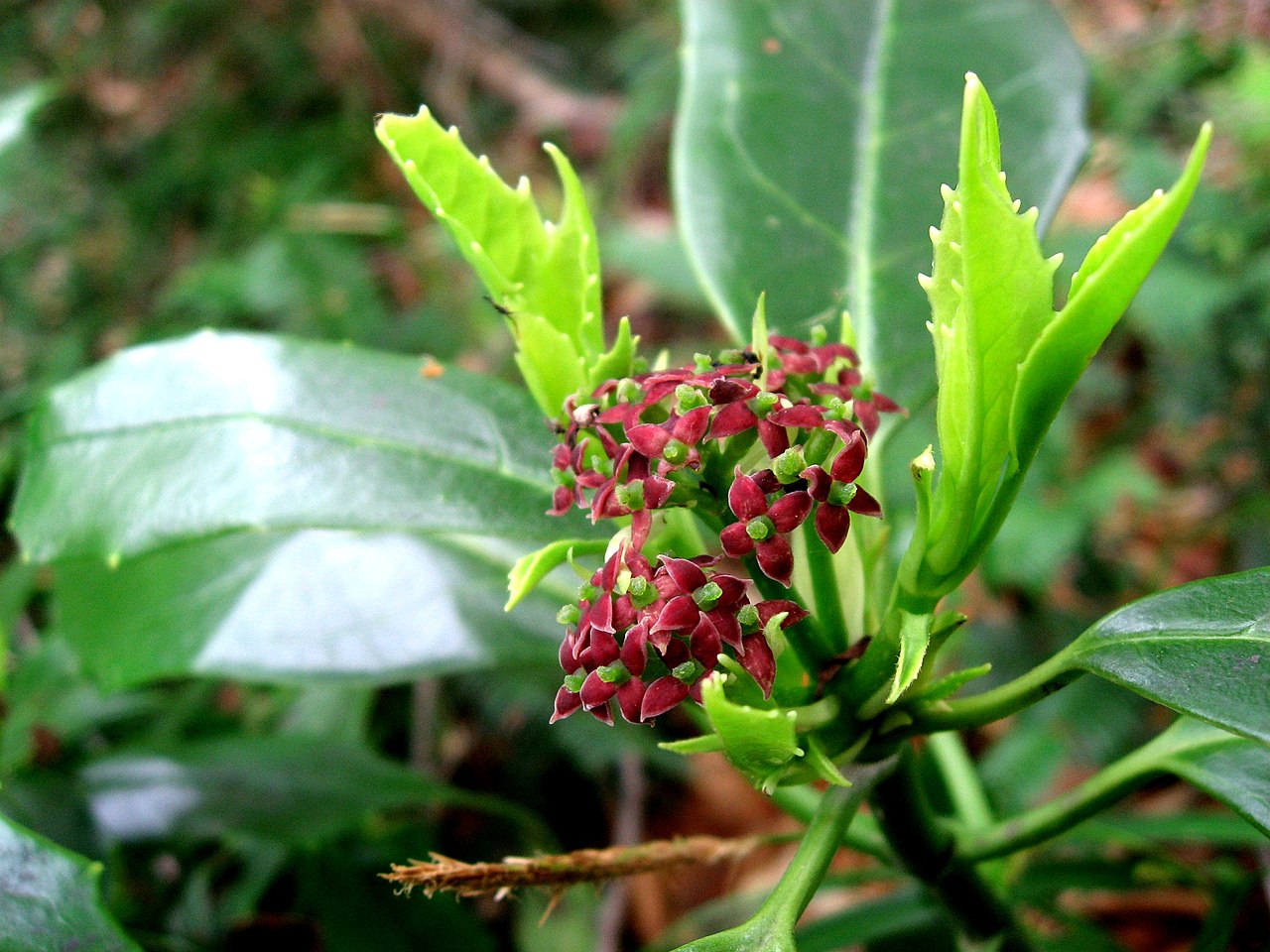 Japanese Laurel (Aucuba japonica)