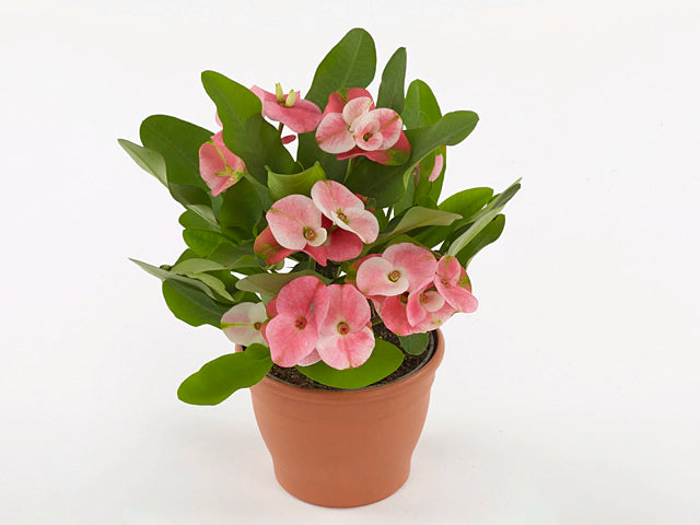 Hermes Crown of Thorns (Euphorbia milii)