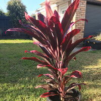 Cordyline John Klaus Red (Cordyline fruticosa)