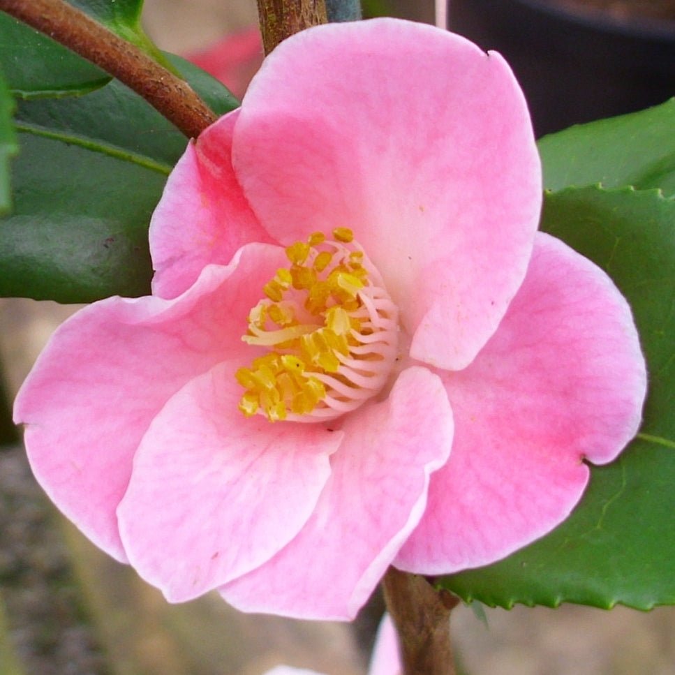 Camellia Minato No Akebono (Camellia) - Ladybird Nursery
