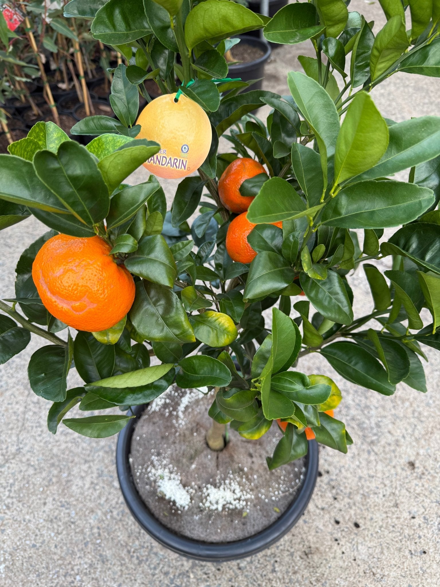 Mandarin Afourer 400mm PICKUP ONLY - Ladybird Nursery
