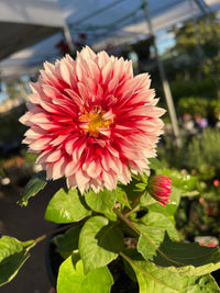 Dahlia 'Pink Shades' (Dahlia pinnata) - Ladybird Nursery