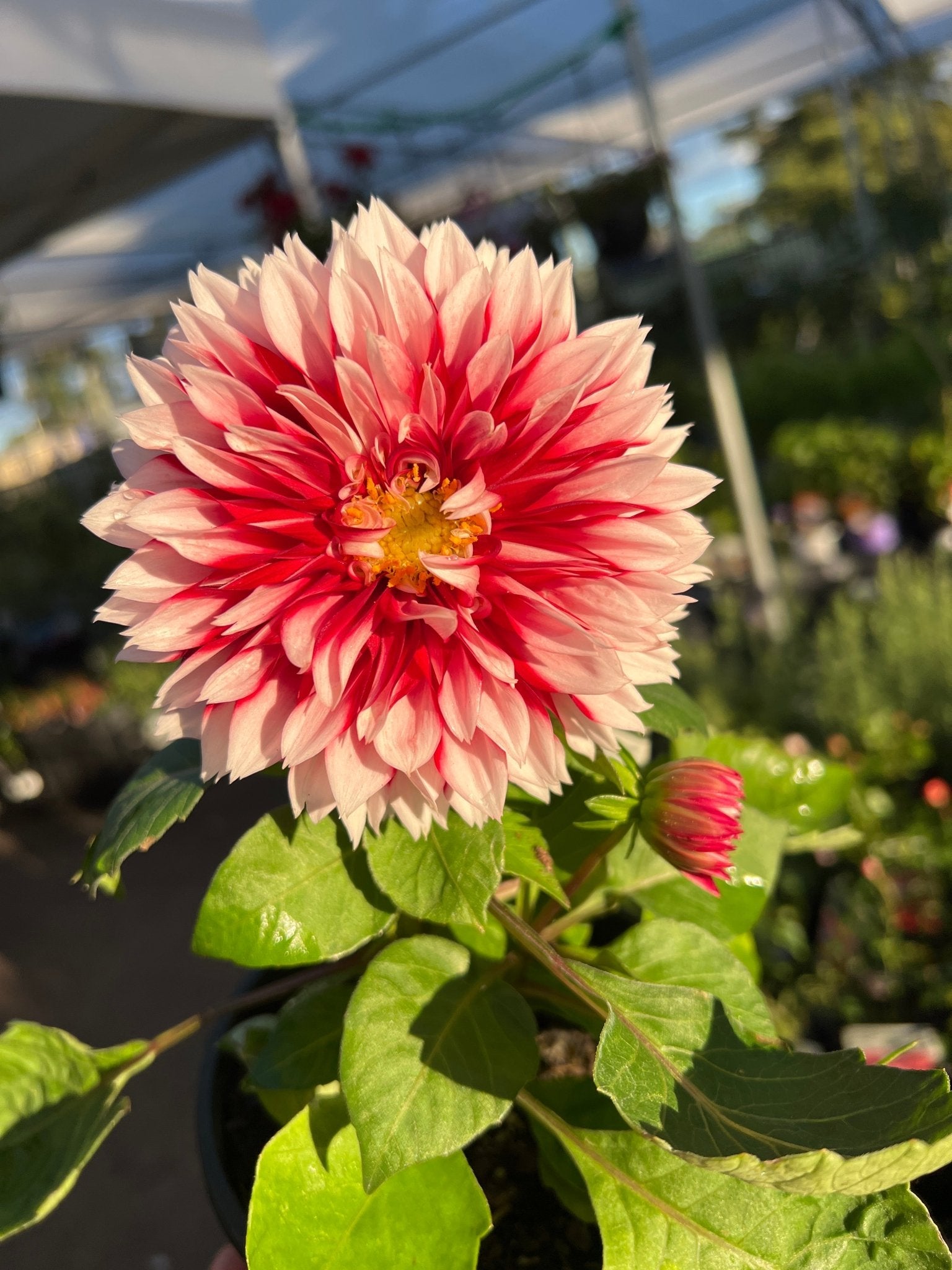 Dahlia 'Pink Shades' (Dahlia pinnata) - Ladybird Nursery