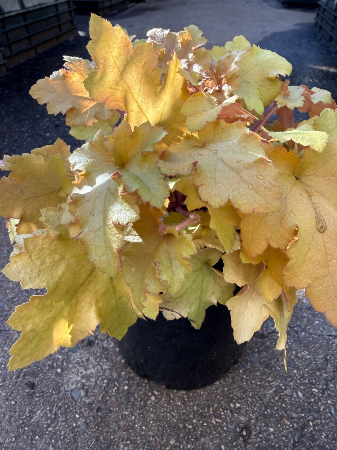 Heuchera 'Marmalade' - Ladybird Nursery
