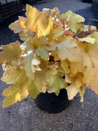 Heuchera 'Marmalade' - Ladybird Nursery