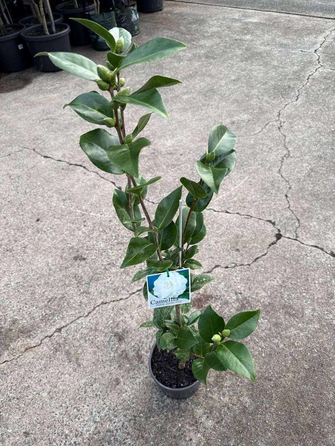 Camellia Pope John XXIII (Camellia japonica) - Ladybird Nursery