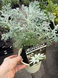 Flannel Flower 'Superstar' (Actinotus helianthi) - Ladybird Nursery