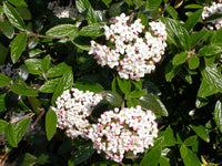 Viburnum x burkwoodii Burkwood Viburnum