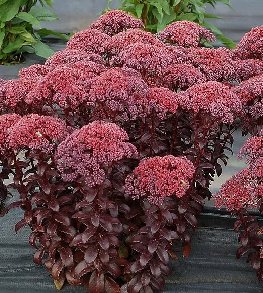Stonecrop Dark Magic (Sedum) - Ladybird Nursery