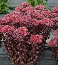 Stonecrop Dark Magic (Sedum)
