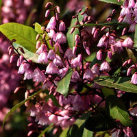 Blueberry Ash Tree Pink Elly (Elaeocarpus Dark)