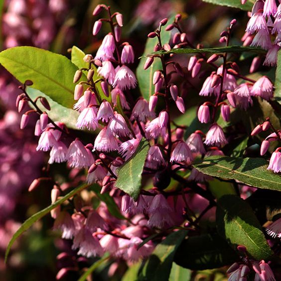Blueberry Ash Tree Pink Elly (Elaeocarpus Dark) - Ladybird Nursery