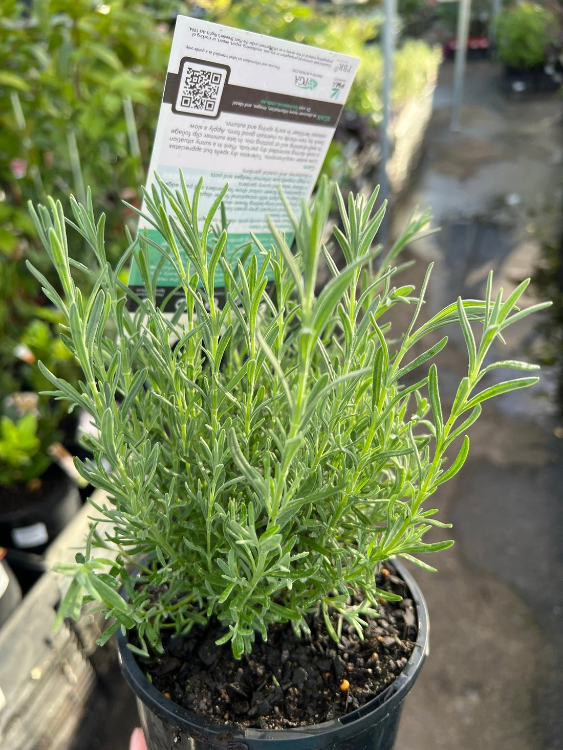 Lavender - Pink Lace (Lavandula hyb.) - Ladybird Nursery