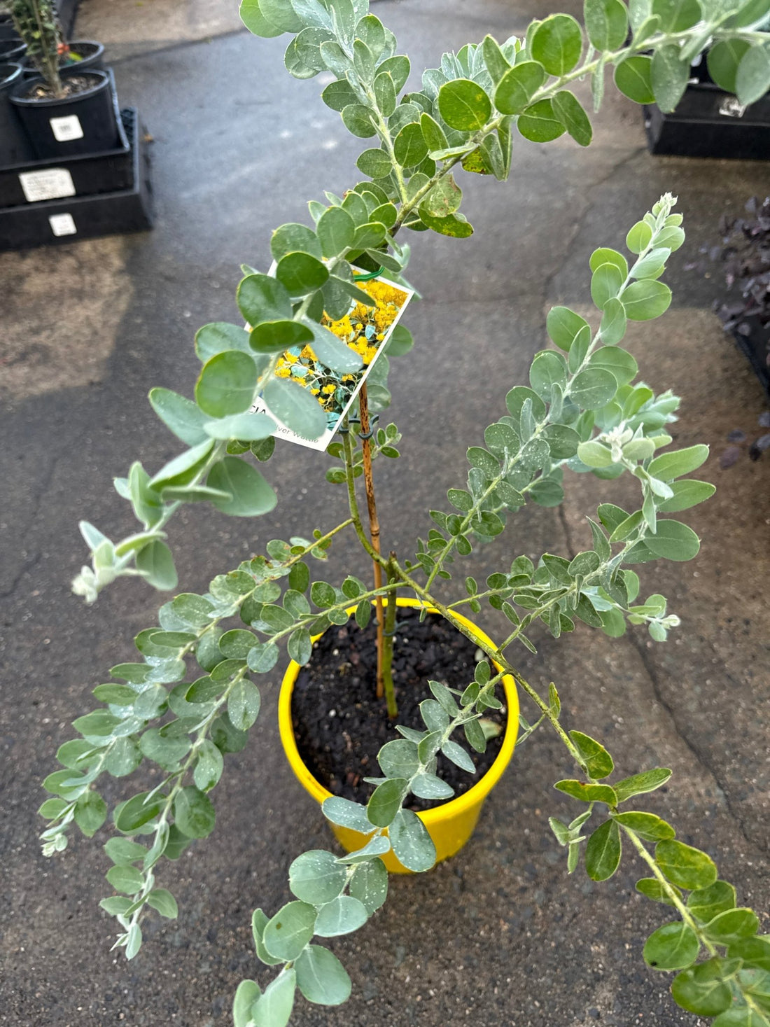 Queensland Silver Wattle (Acacia podalyriifolia) - Large - Ladybird Nursery