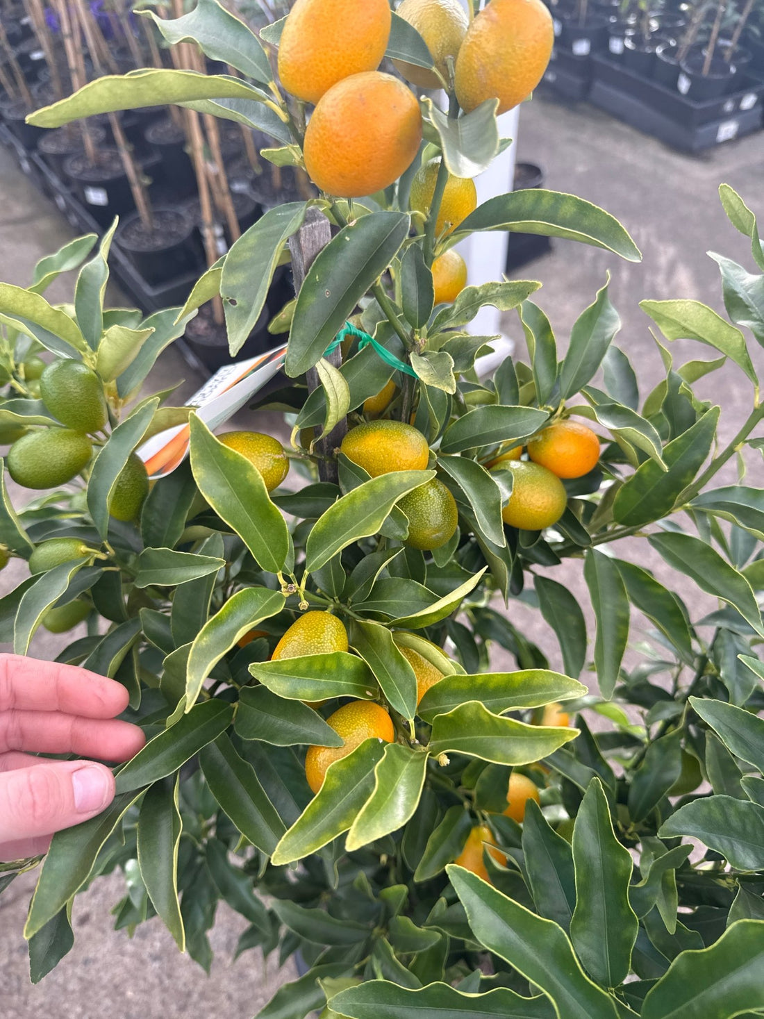 Kumquat 'Nagami' 300mm (PICKUP ONLY) - Ladybird Nursery