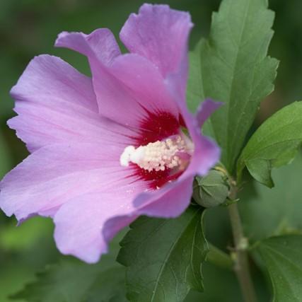 Rose of Sharon Aphrodite (Hibiscus syriacus)