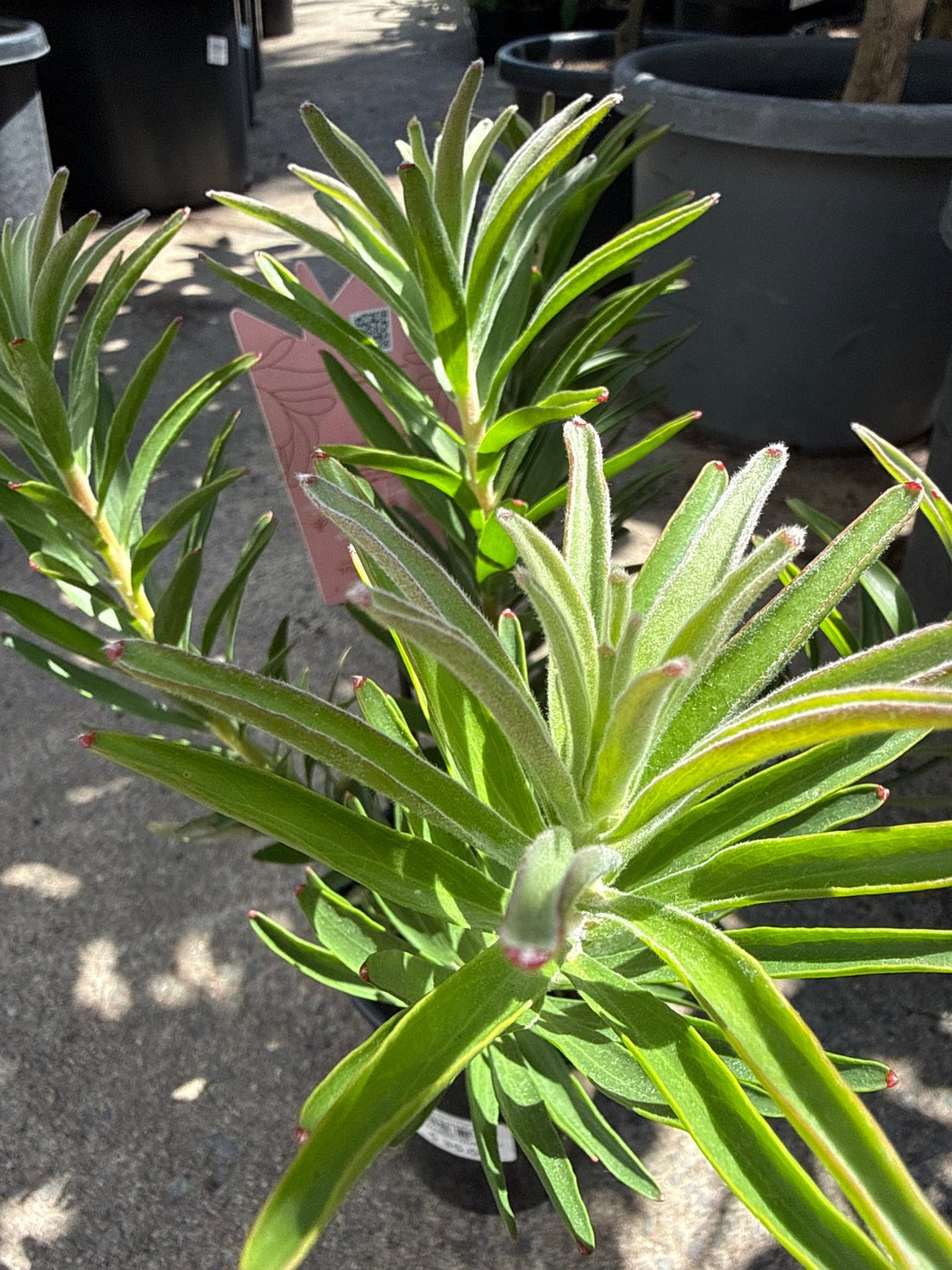 Leucospermum 'So Successful' - Ladybird Nursery