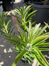 Leucospermum 'So Successful' - Ladybird Nursery