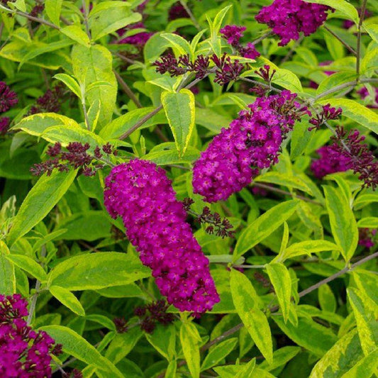 Butterfly Bush Santana (Buddleja davidii)